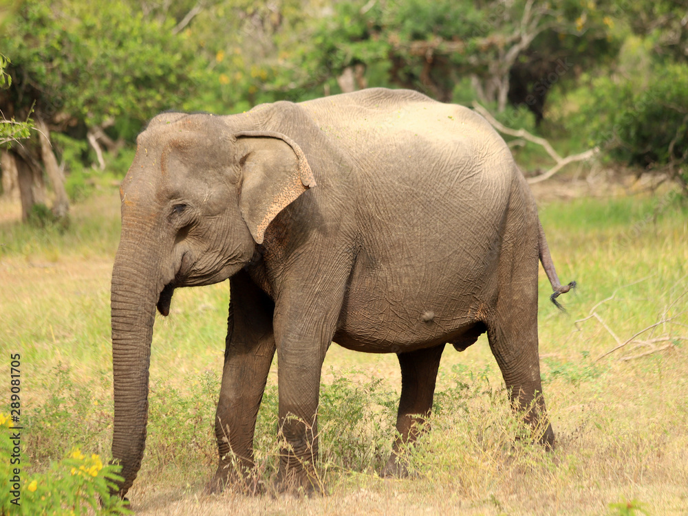 Fototapeta premium Baby elephant