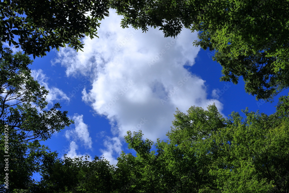 Obraz premium 夏の空