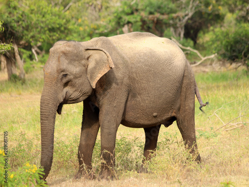 Baby elephant