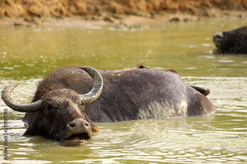 buffalo in water © Anders