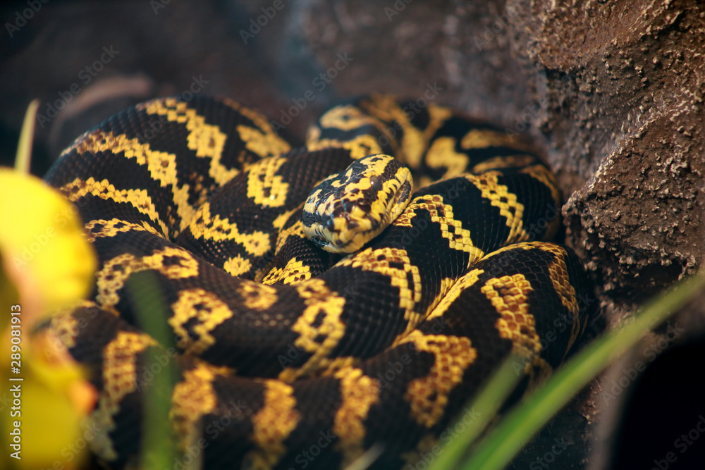 Jungle carpet python snake in good equipped terrarium. Morelia spilota ...