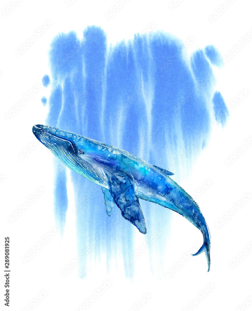 Big Blue Whale and water .Watercolor hand drawn   animal art. White background. Stock Illustration | Adobe Stock