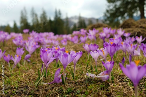 Crocuses macro photography