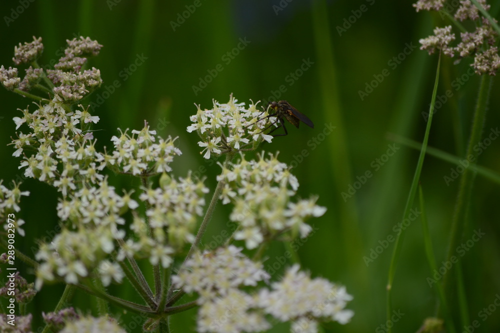 Meadowfoam Meadowfoam