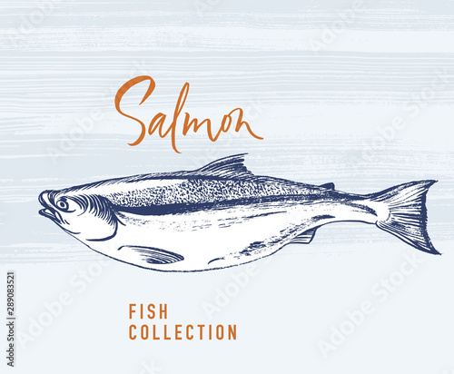 Salmon fish brush illustration for logo