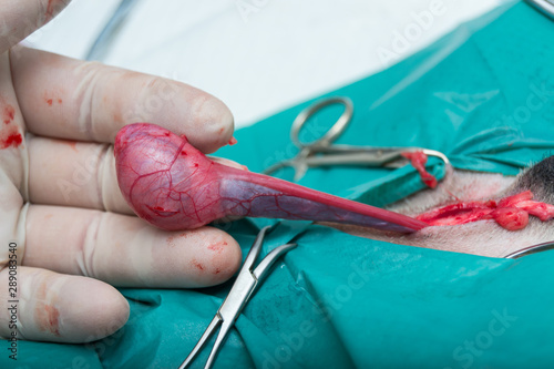 closed castration in dog, neuter surgery in dog