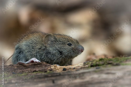 Красота дикого леса