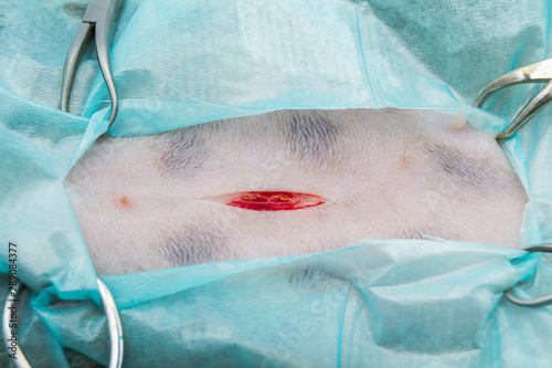 skin incision in cat spay surgery