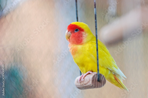 Fotografie yellow parrot sits in a cage on a swing