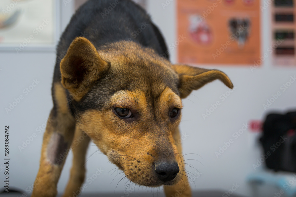 How Much Vitamin K Can You Give A Dog