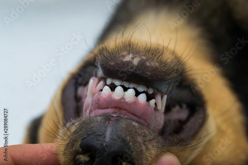 Fotografie Puppy teeth changing