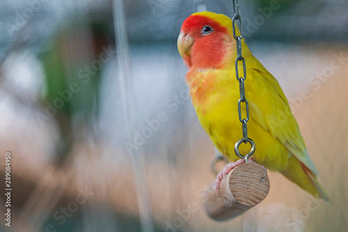 Fototapet yellow parrot with red cheeks sits in a cage on a swing
