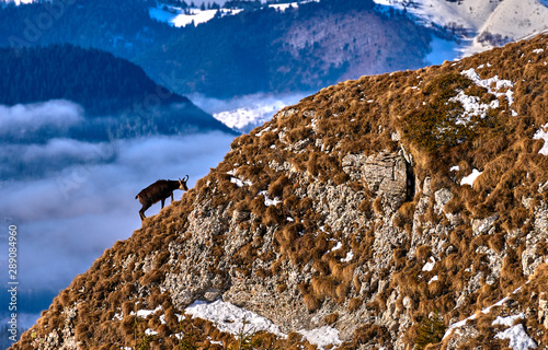 Alpine chamois in natural habitat(Rupicapra rupicapra)