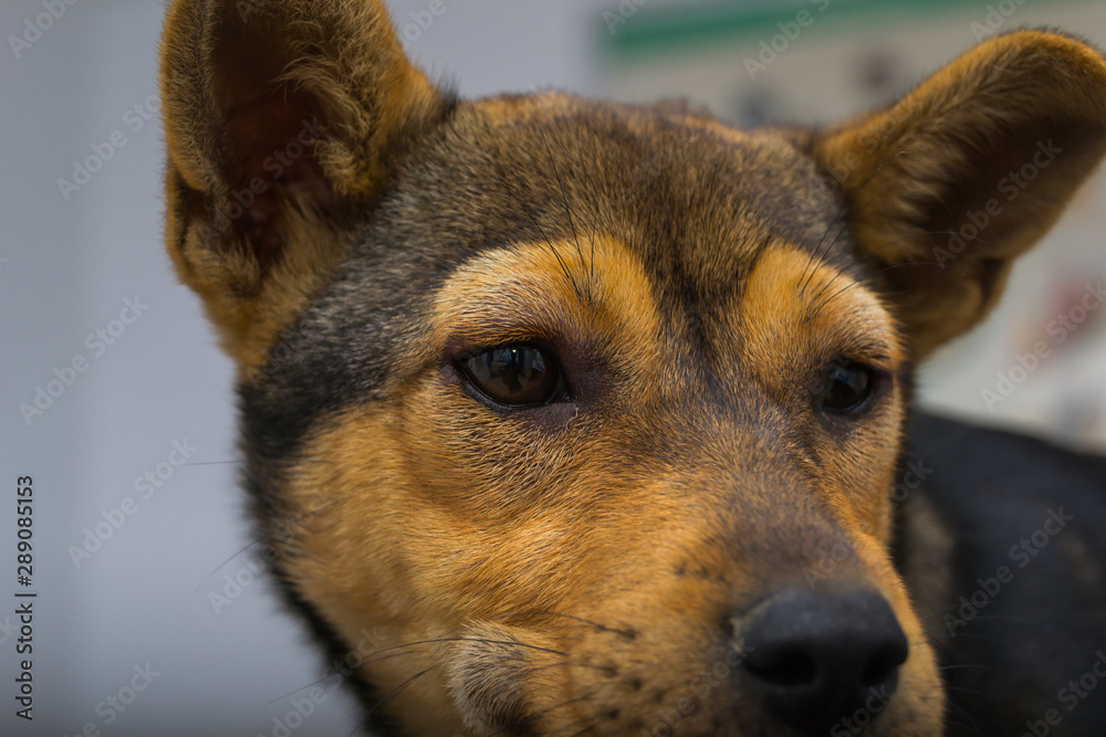Dog with anaphylactic reaction after Vitamin K injection Dog with anaphylactic reaction after Vitamin K injection