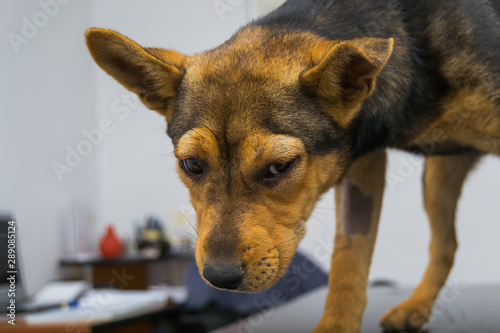 Dog with anaphylactic  reaction after Vitamin K injection photo