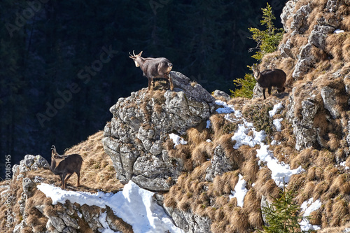 Alpine chamois in natural habitat(Rupicapra rupicapra)