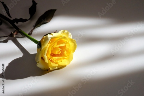 A sweet yellow rose with green leaves on a white background with day light shadow and copy space