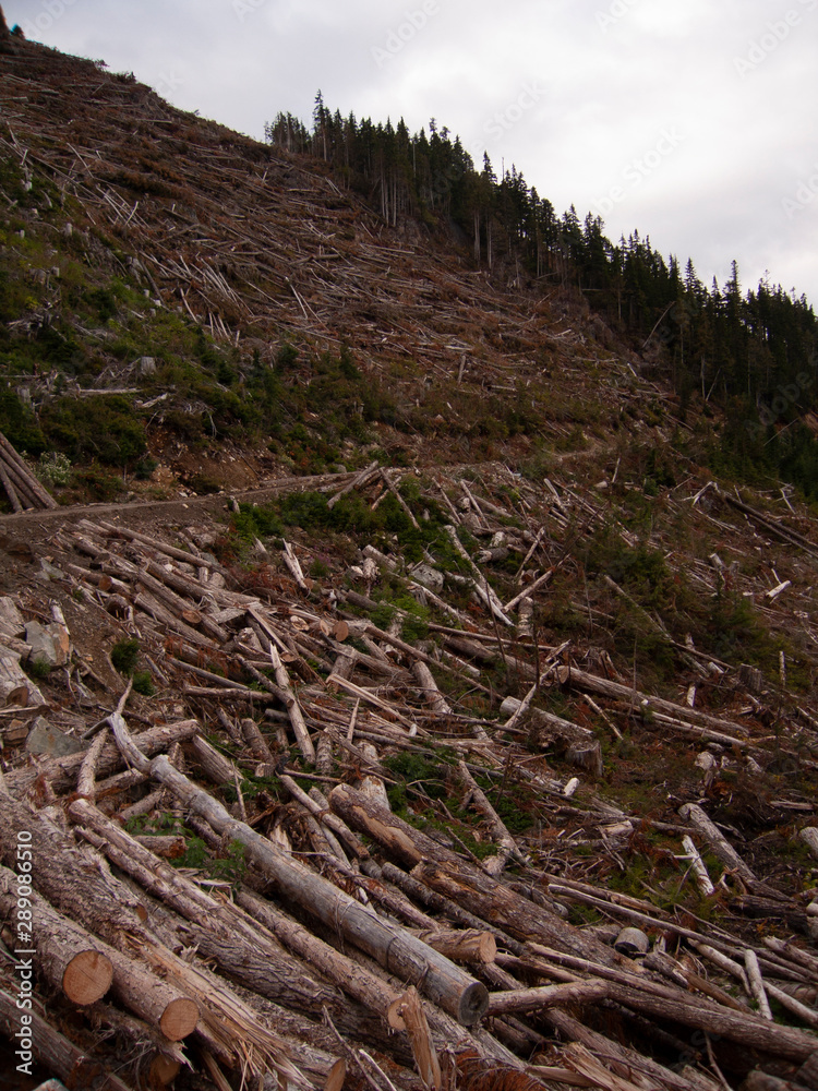 timber in mountain slope
