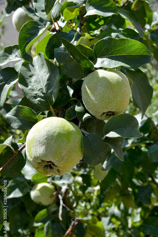 quince tree and raw quinces in the garden quince tree and raw quinces in the garden