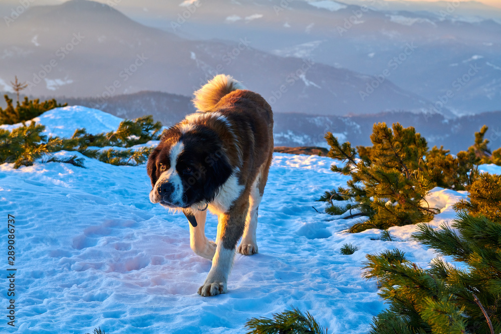 Saint Bernard dog sitting on a rock at sunset Saint Bernard dog sitting on a rock at sunset