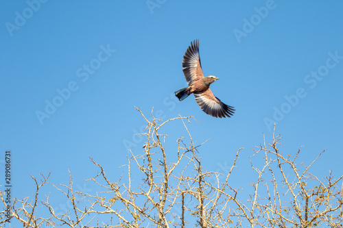 Purple Roller