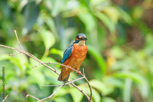 Beautiful kingfisher - In a park in Suginami-ku, Tokyo photo