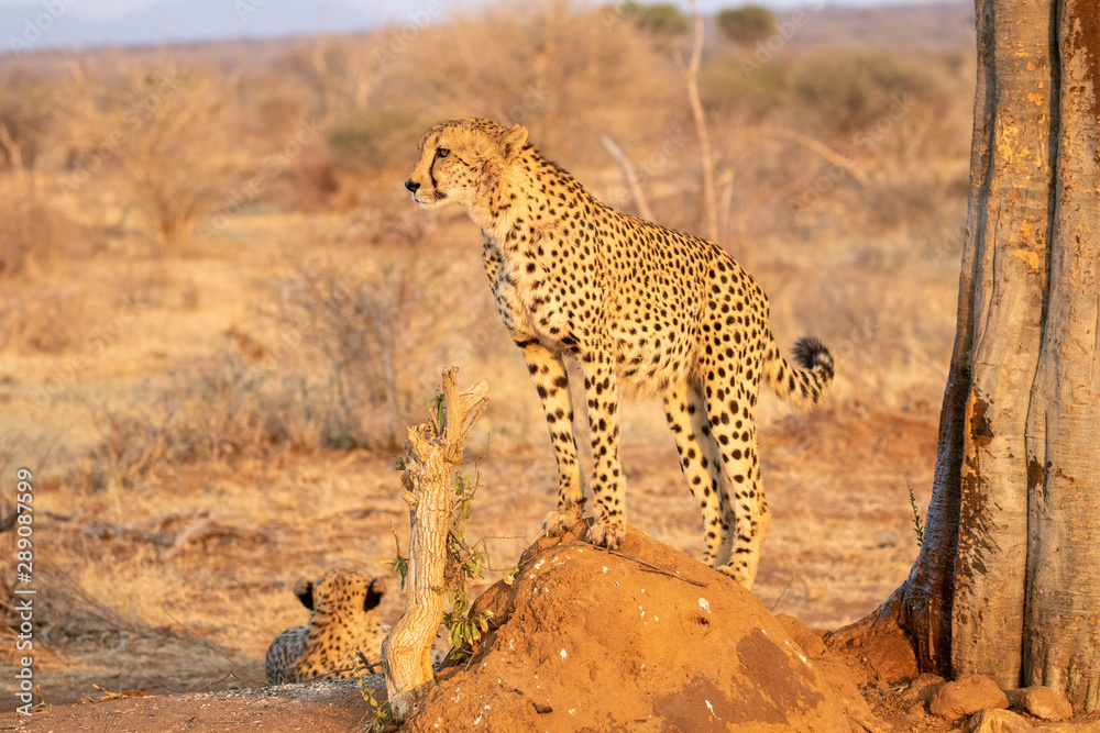 Naklejka premium Cheetah