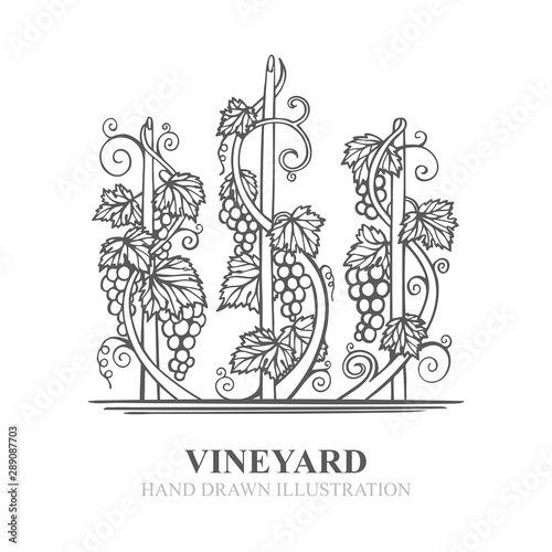 Grapes in vineyard. Hand drawn vine and grape bunch engraving style illustration. Vineyard stylized logo and design element. Wine theme grape and vine vintage style ornament. Part of set.