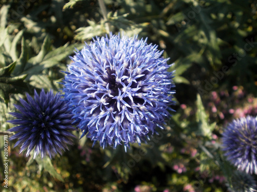 Sunny echinops ritro  also calls  blue thistle   in a garden.