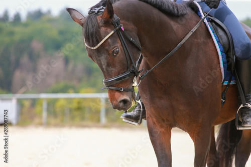 Horse in the riding arena with rider in close-up, head, stirrup, boots spurs..