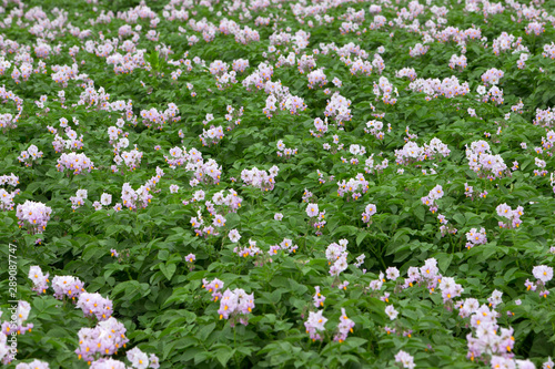Field of flowering potatoes. Polder Netherlands