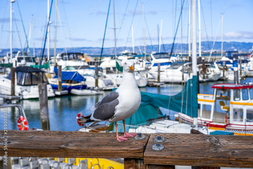 Seagull on the promenade of San Francisco. Yacht and boat mooring Seagull on the promenade of San Francisco. Yacht and boat mooring