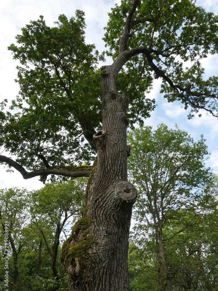 Fototapeta premium Giant old oak centenarian tree low angle of view