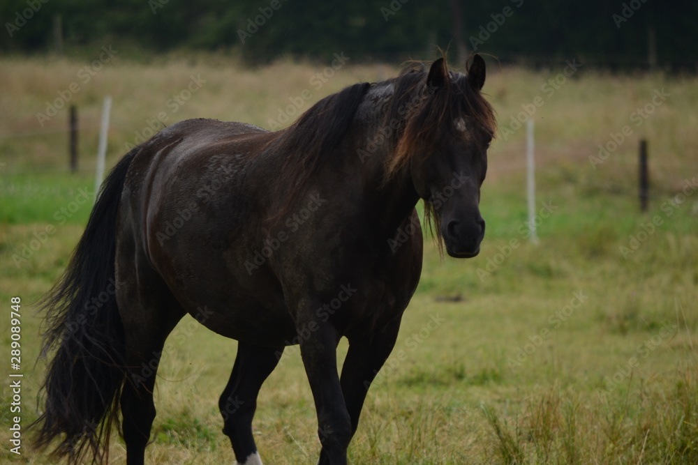 Fototapeta premium Horse