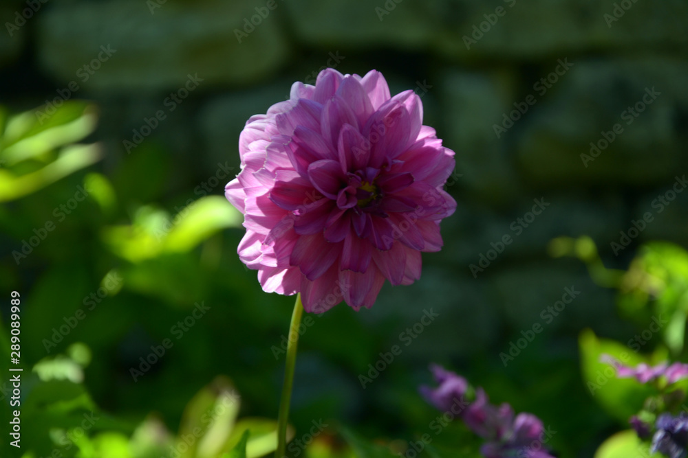 Fototapeta premium Purple woodland Merinda Dahlia in a park