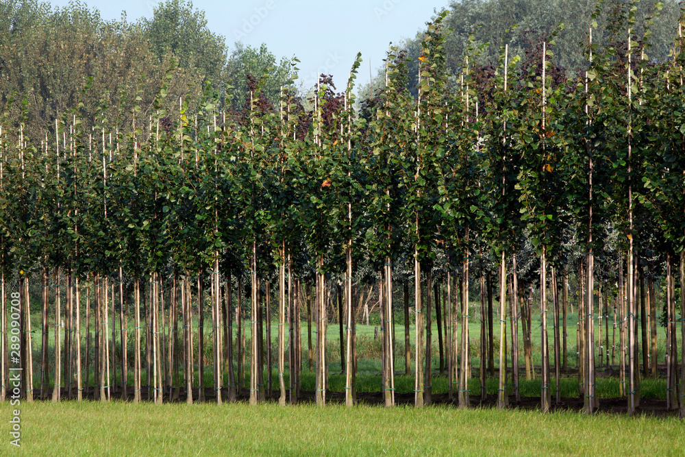 Horticulture. Tree nursery Horticulture. Tree nursery