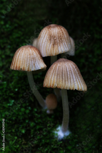 small mushrooms on a tree