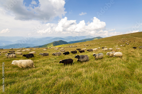 Herd of farm sheep grazing on green mountain pasture.