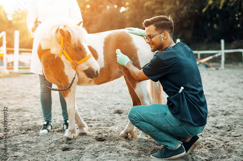 Two veterinarians examining with stethoscope a small and adorable pony horse.
