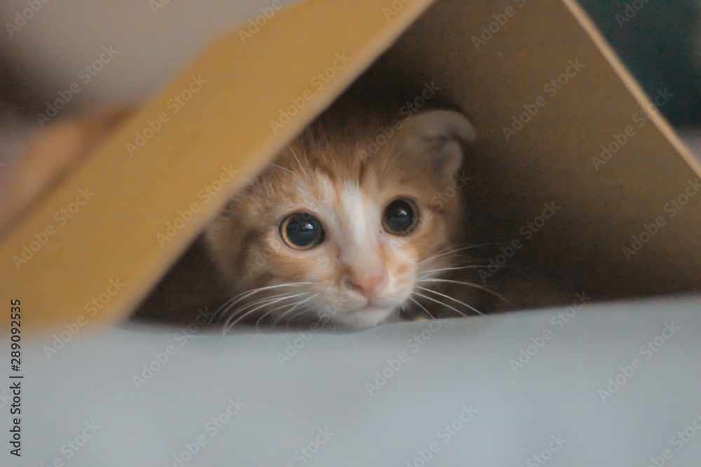 my cat named mimo, he died 5 months ago. he died of an illness. proof of my love for him I capture in a photo my cat named mimo, he died 5 months ago. he died of an illness. proof of my love for him I capture in a photo