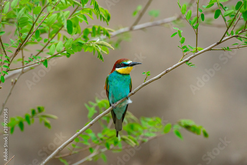 European bee eater on the tree