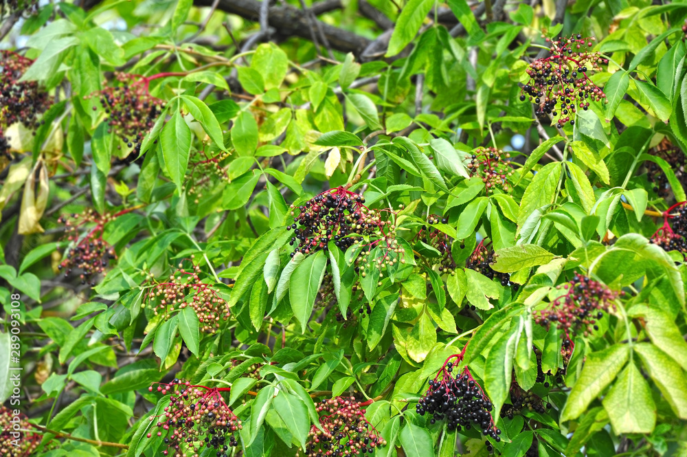 Elderberry on branch Elderberry on branch