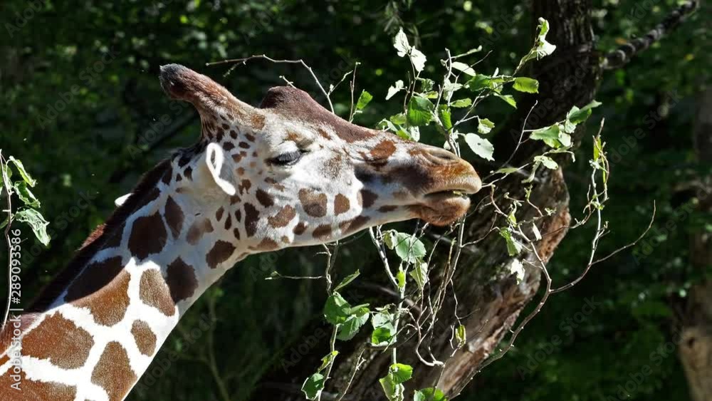 Giraffe, Giraffa camelopardalis is an African even-toed ungulate mammal, the tallest living terrestrial animal and the largest ruminant. Giraffe, Giraffa camelopardalis is an African even-toed ungulate mammal, the tallest living terrestrial animal and the largest ruminant.