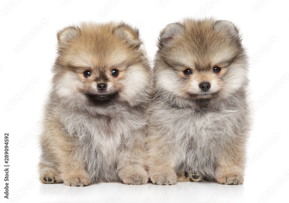 Two Zwerg Spitz puppies on a white background Two Zwerg Spitz puppies on a white background