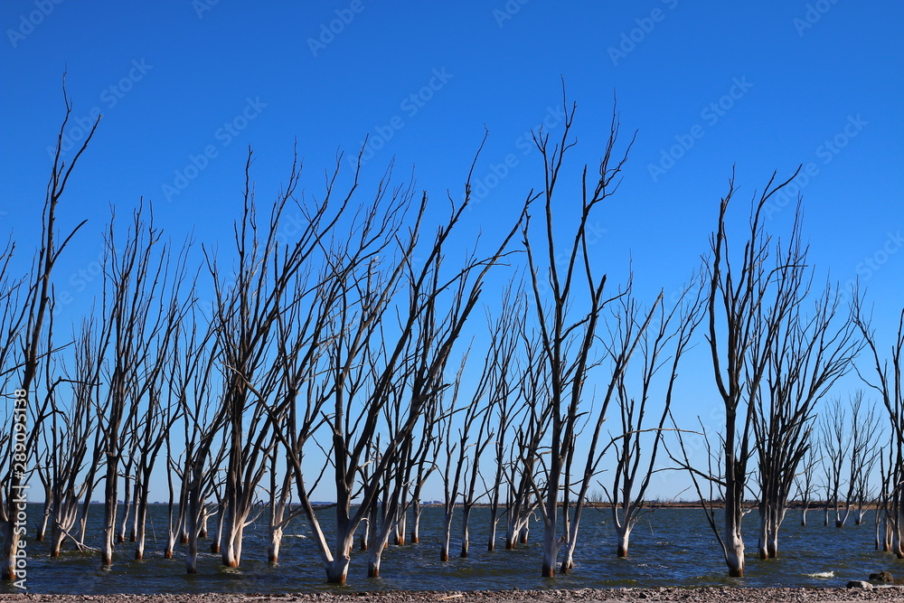 Obraz premium arboles secos por el salitre en el Lago Epecuen, Argentina