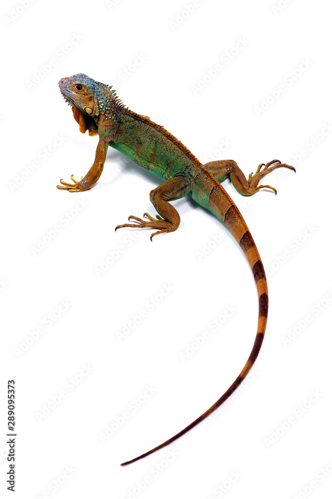 Obraz premium イグアナ