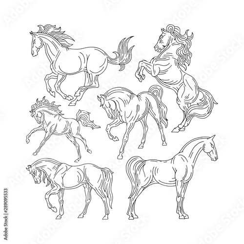 Horse. Hand drawn horse illustrations set. Sketch drawing horses in different poses.