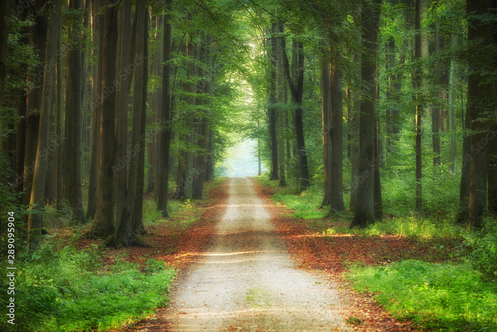 Fototapeta premium Beautiful morning in the forest