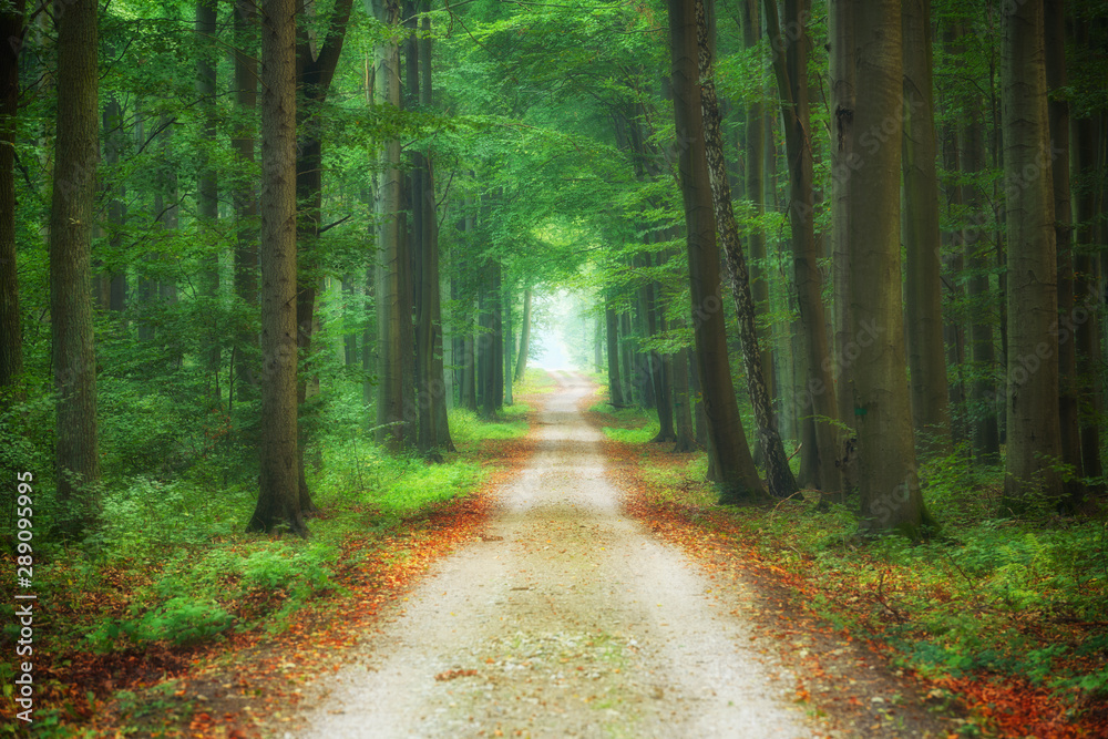 Fototapeta premium Beautiful morning in the forest