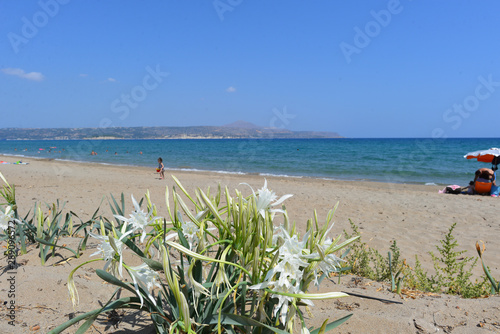 Strandlilie / Dünen-Trichternarzisse photo